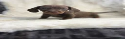 Miniature Dachshund dogs for sale: Beautiful dachshund puppies  - Advert 14