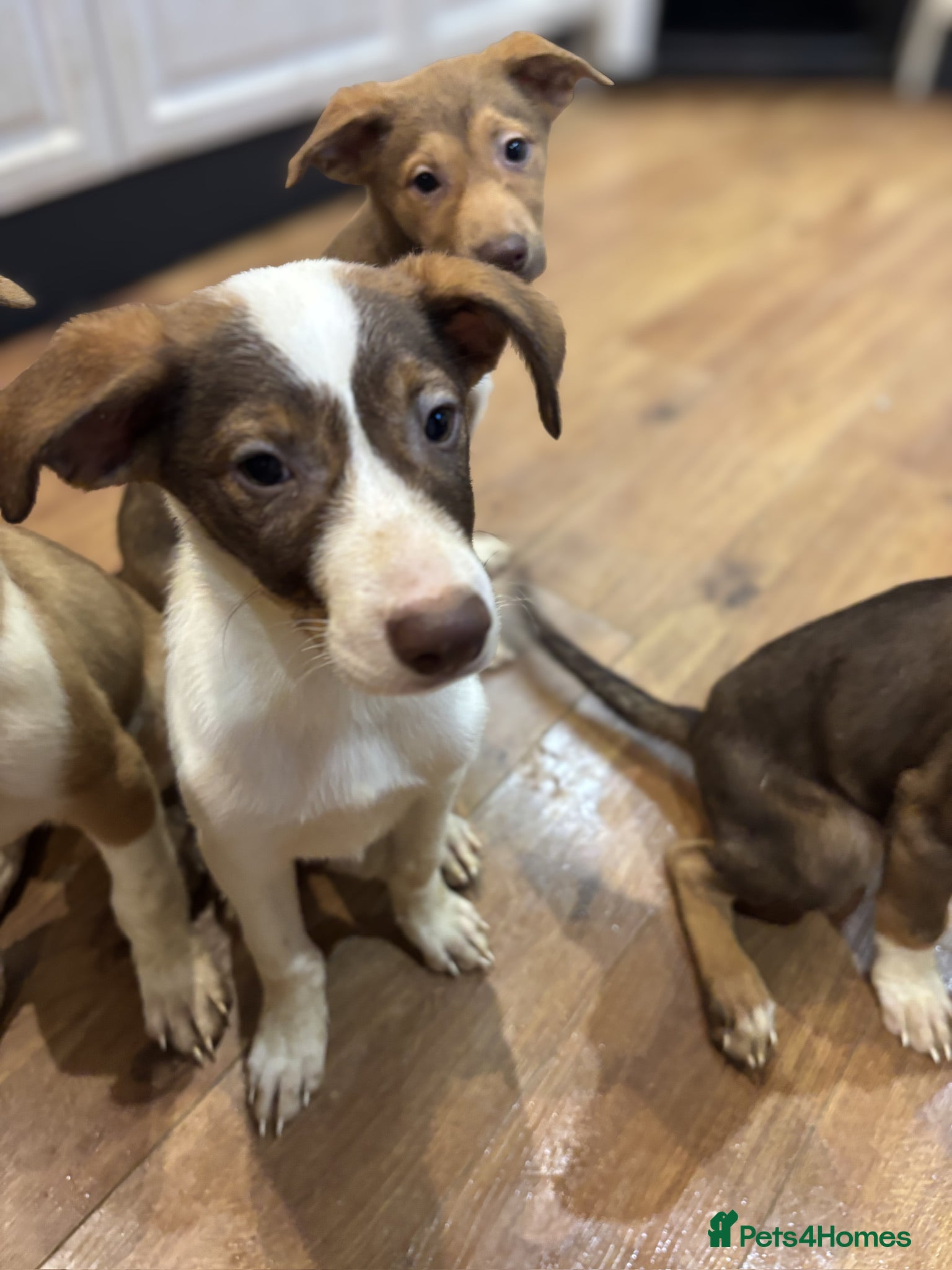 Mixed Breed dogs for sale: Mixed Breed Pups - Advert 12