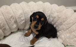 Miniature Dachshund dogs for sale: Incredible KC pups from Cream & Champion lines - Advert 3