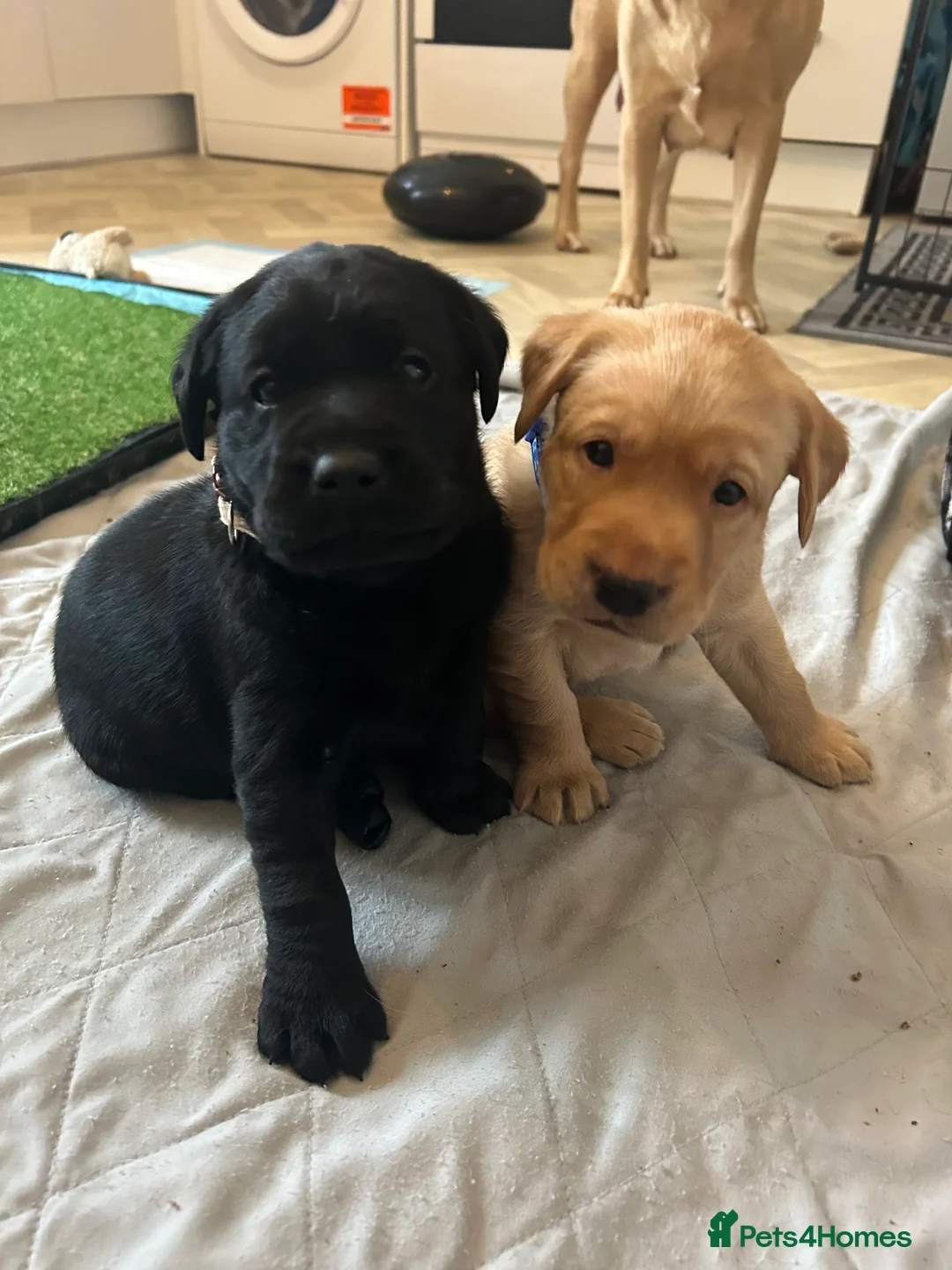 Labrador Retriever dogs for sale: Labrador puppies ready to leave 2nd May! - Advert 2
