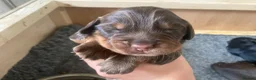 Cocker Spaniel dogs for sale: Working Cocker Spaniel last puppy male - Advert 22