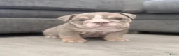 English Bulldog dogs for sale: Stunning lilac and blue bulldogs! - Advert 2