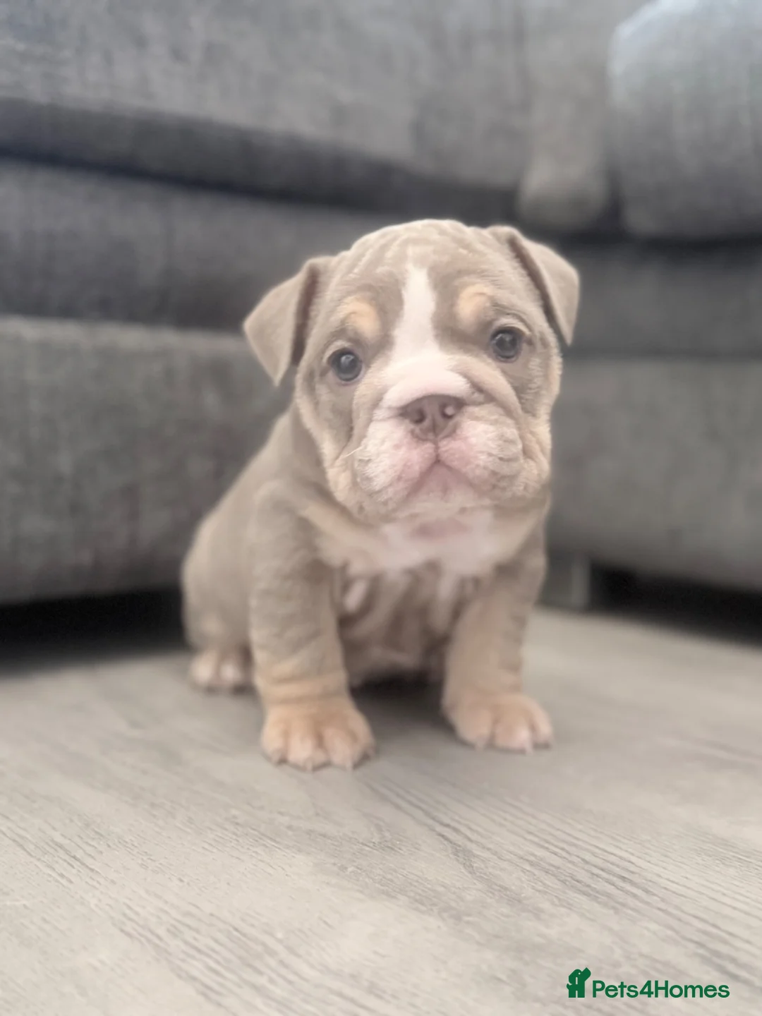 English Bulldog dogs for sale: Stunning lilac and blue bulldogs! - Advert 2