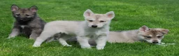 Tamaskan dogs for sale: TAMASKAN PUPPIES PEDIGREE, REGISTERED AND EMBARKED - Advert 6