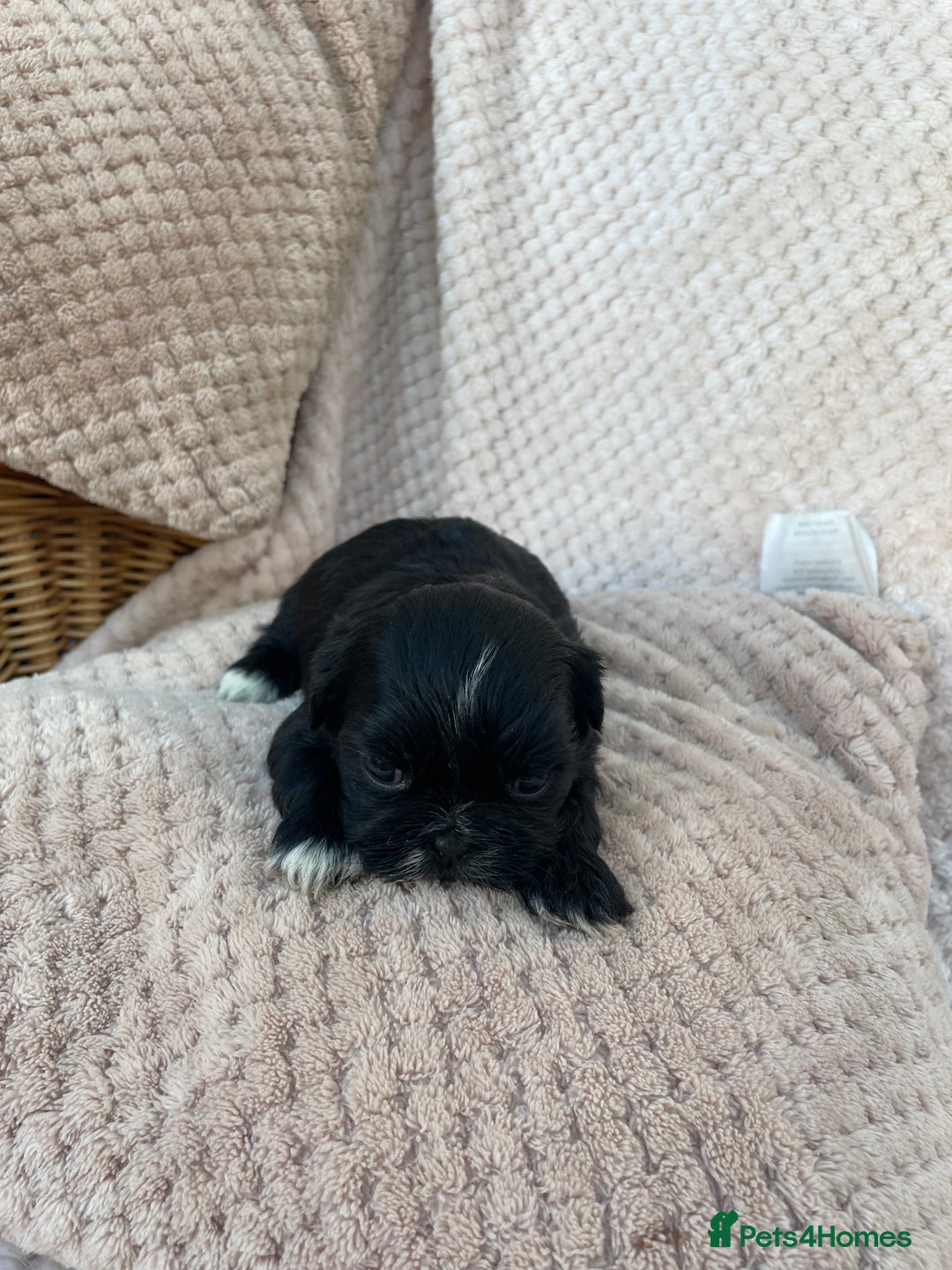 Mixed Breed dogs for sale: Lhasa apso cross shihtzu puppies. - Advert 31