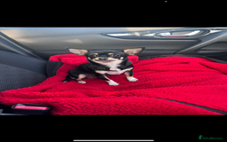 Chihuahua dogs for sale: Absolutely gorgeous Chihuahua Beau for sale  in Bristol - Image 4