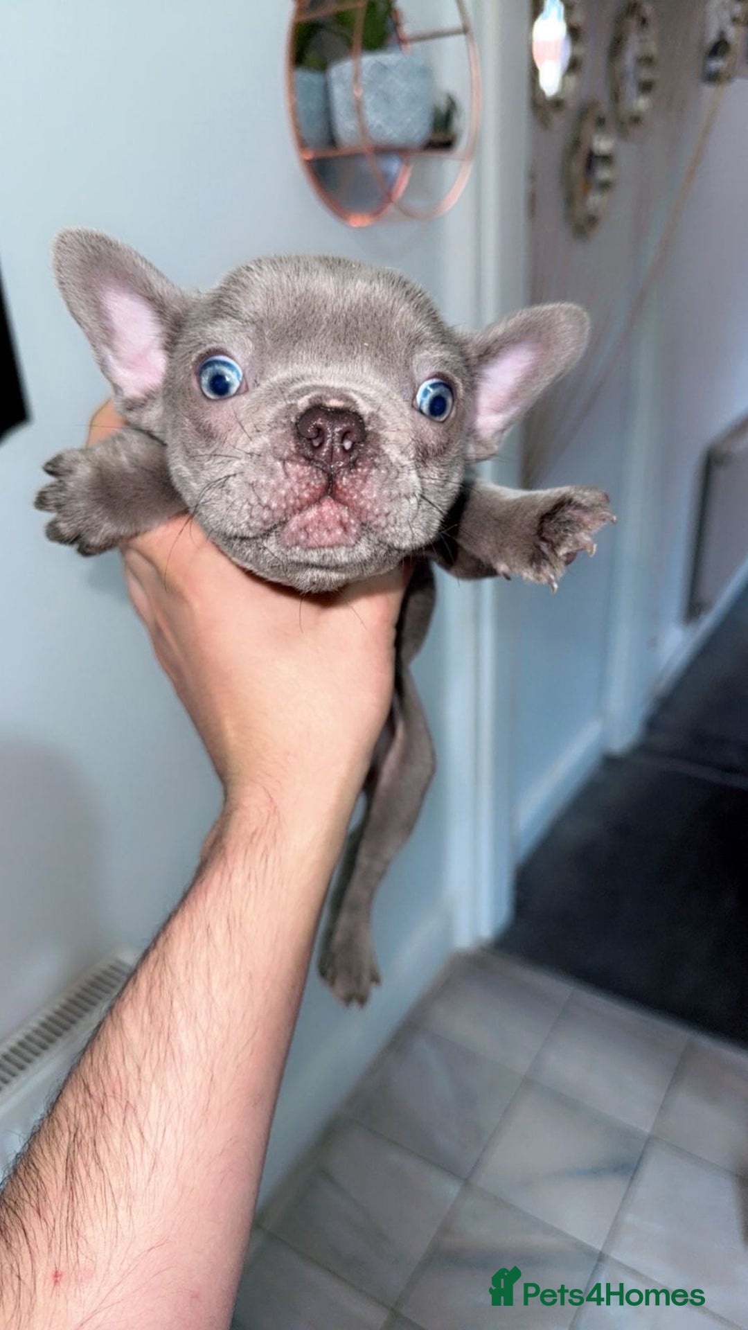 French Bulldog dogs for sale: Adorable French Bulldog Puppies - Image 8