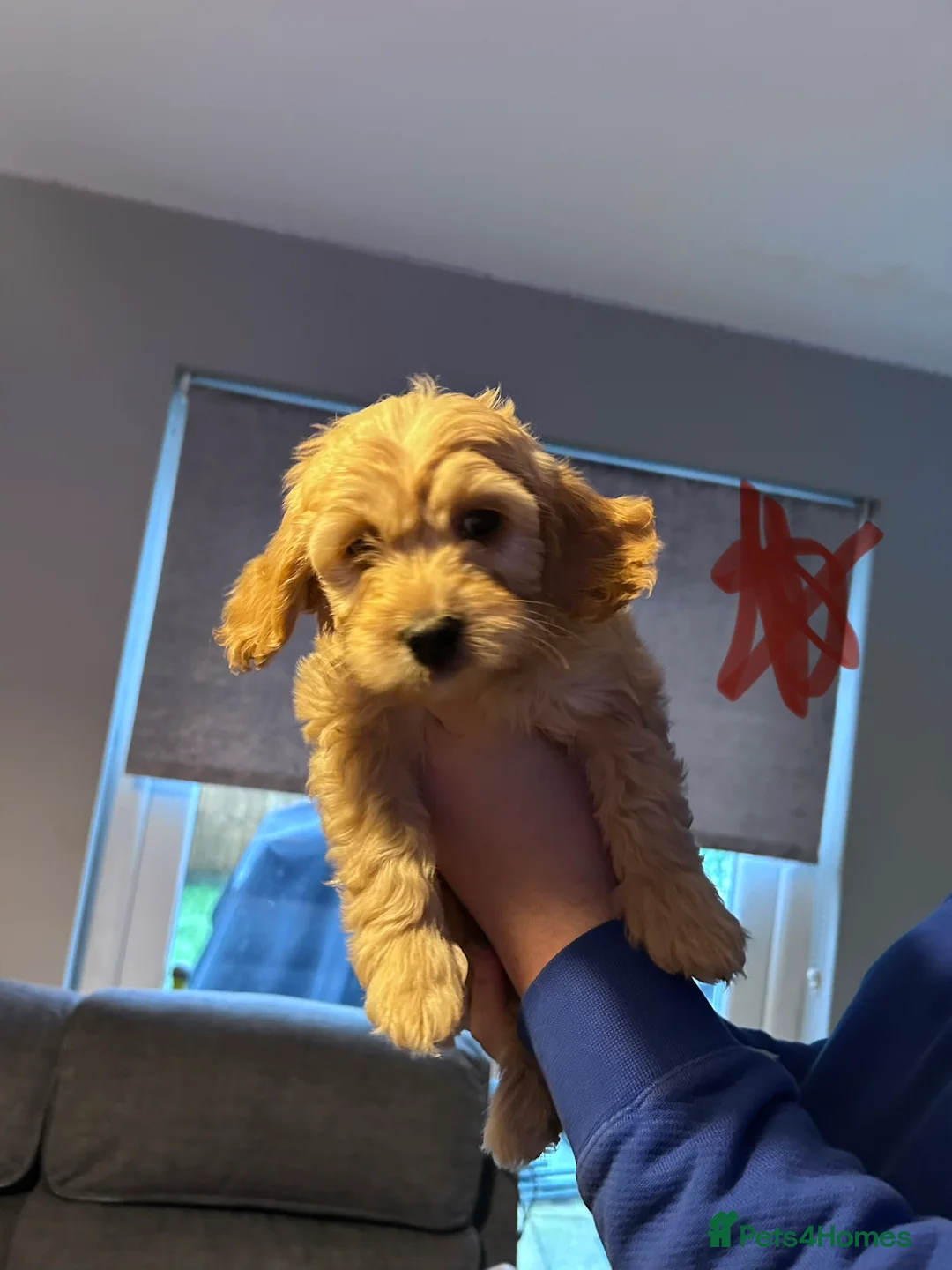 Goldendoodle dogs for sale: 2 girls left. F1 mini Goldendoodles - Advert 8