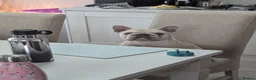 French Bulldog dogs for sale: French Bulldog Puppies - Advert 8