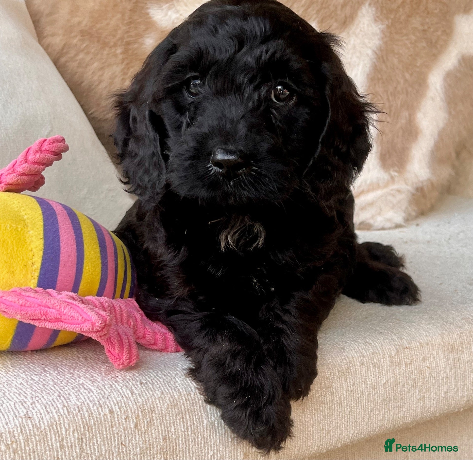 Cockapoo dogs Beautiful Cockapoo puppies  - Advert 1