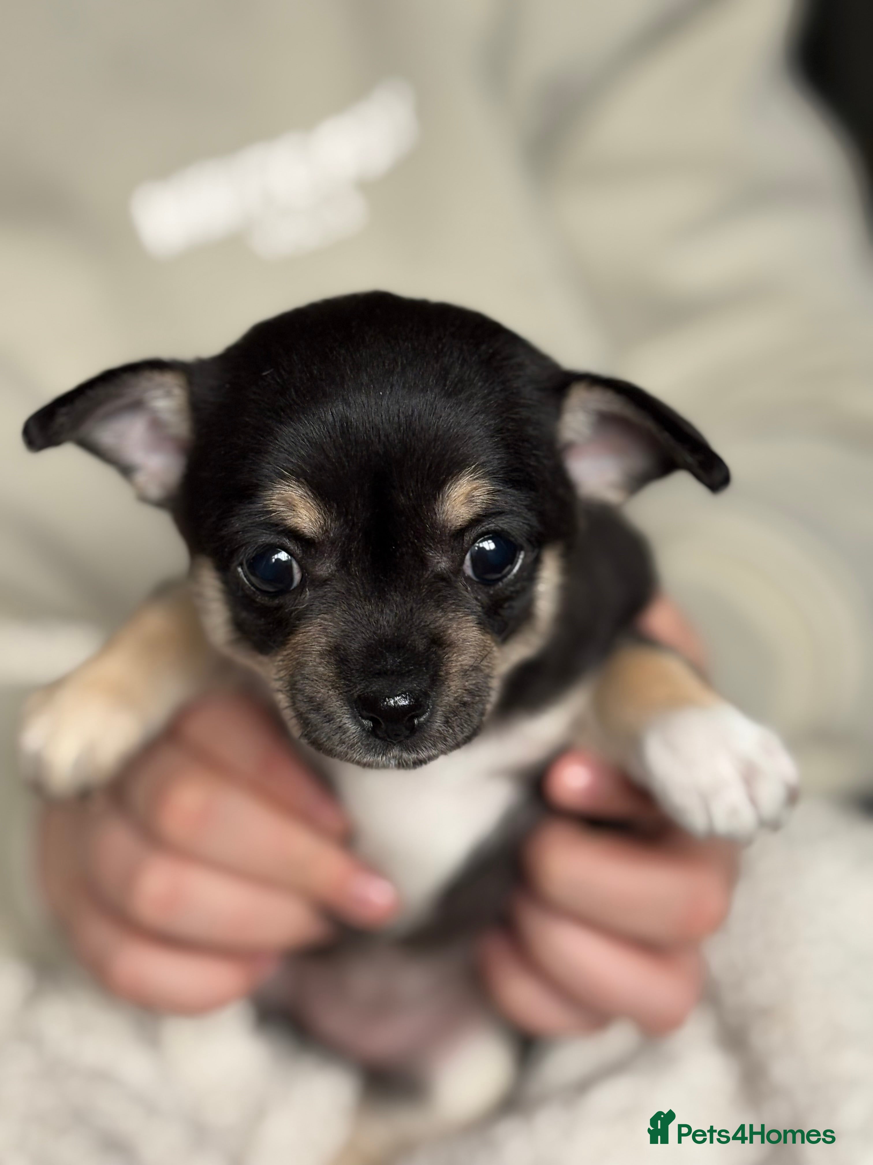 Chihuahua dogs Chihuahua puppies  - Advert 16