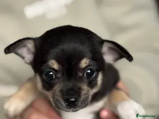 Chihuahua dogs Chihuahua puppies - Advert 16