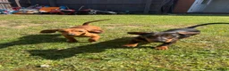Miniature Dachshund dogs for sale: 2 miniature dachshunds 1 year old - Advert 4