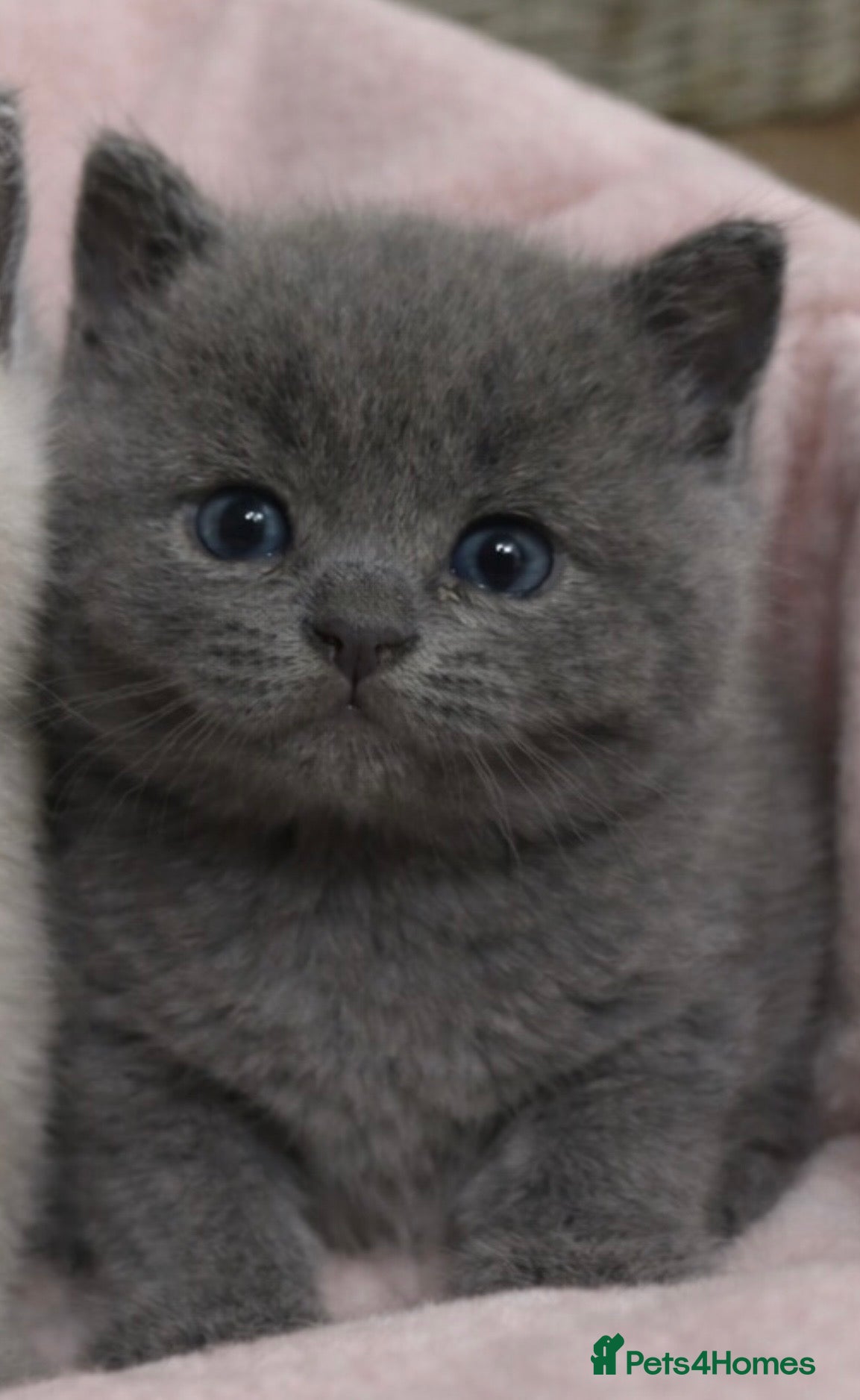 British Shorthair cats 🩷 1 female British Shorthair blue Kitten for sale - Advert 12