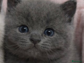 British Shorthair cats 🩷 1 female British Shorthair blue Kitten for sale - Advert 12