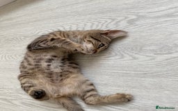 Bengal cats for sale: Beautiful male Bengal-BSH cross kitten - Image 2