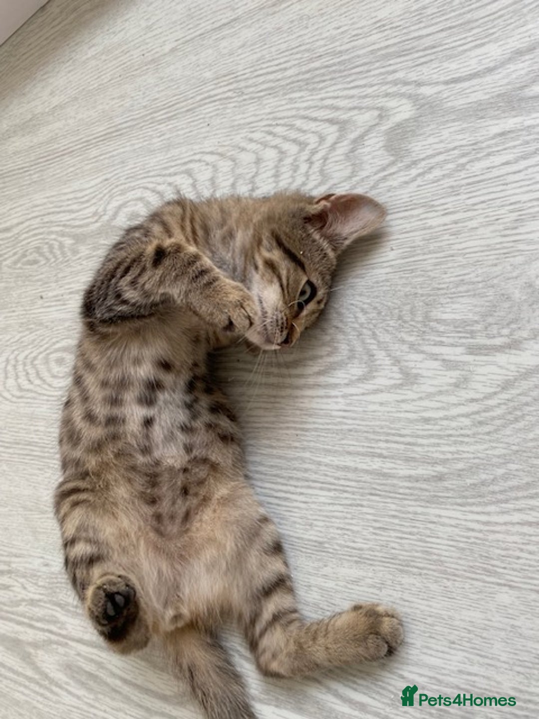Bengal cats for sale: Beautiful male Bengal-BSH cross kitten - Image 2