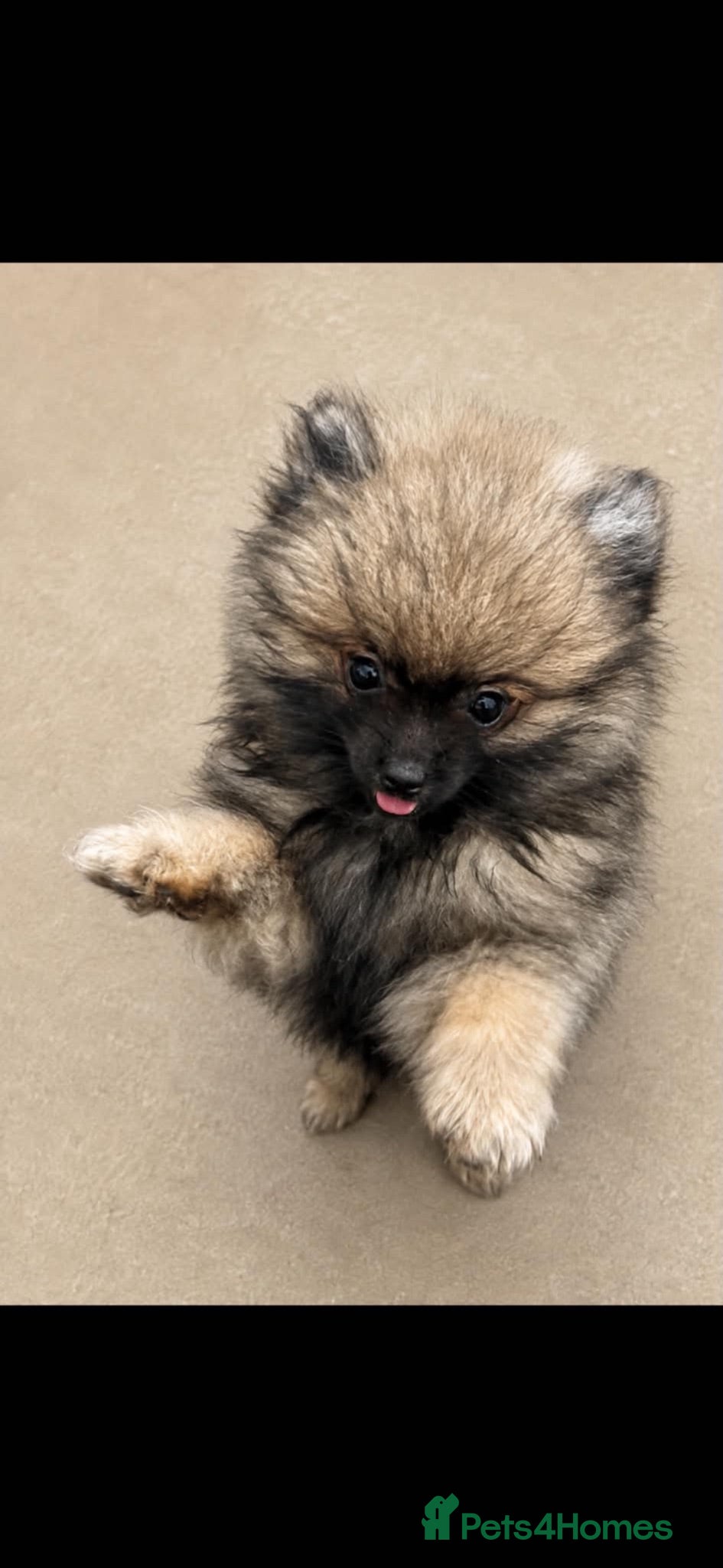 Pomeranian dogs Beautiful kc registered pedigree Poms  - Advert 15