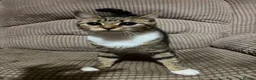 Mixed Breed cats for sale: Female kitten - Advert 2