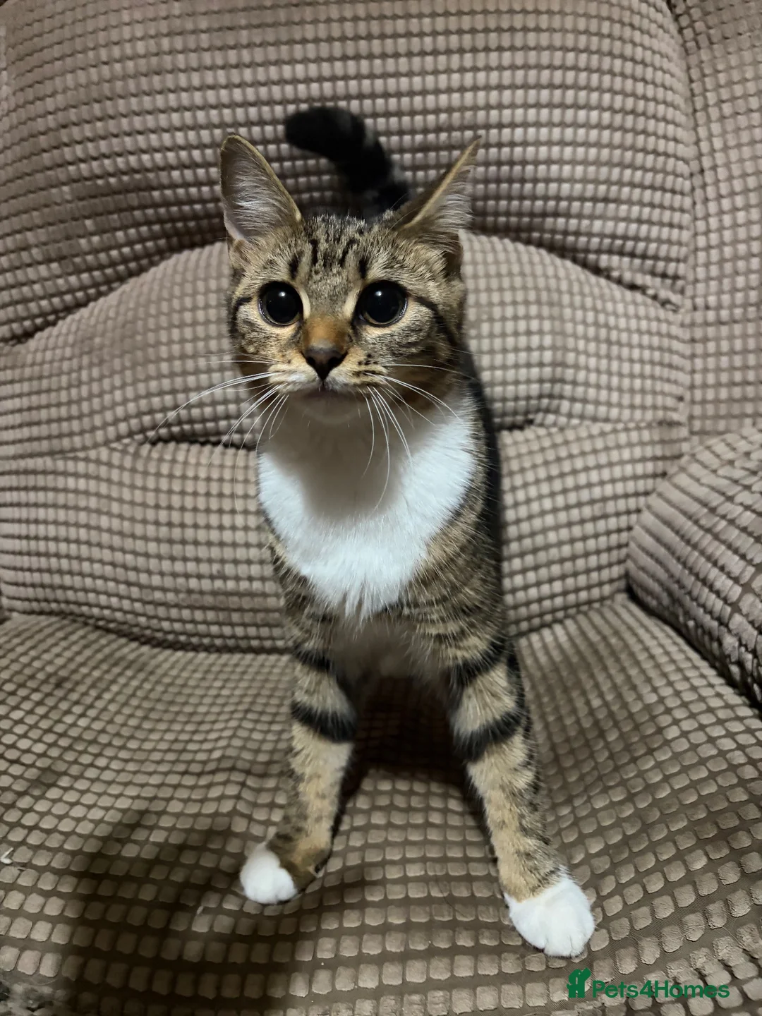 Mixed Breed cats for sale: Female kitten - Advert 2