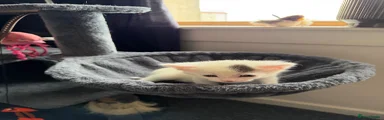 Mixed Breed Kitten 2