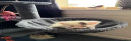 Mixed Breed cats for sale: Beautiful Kittens  - Advert 2