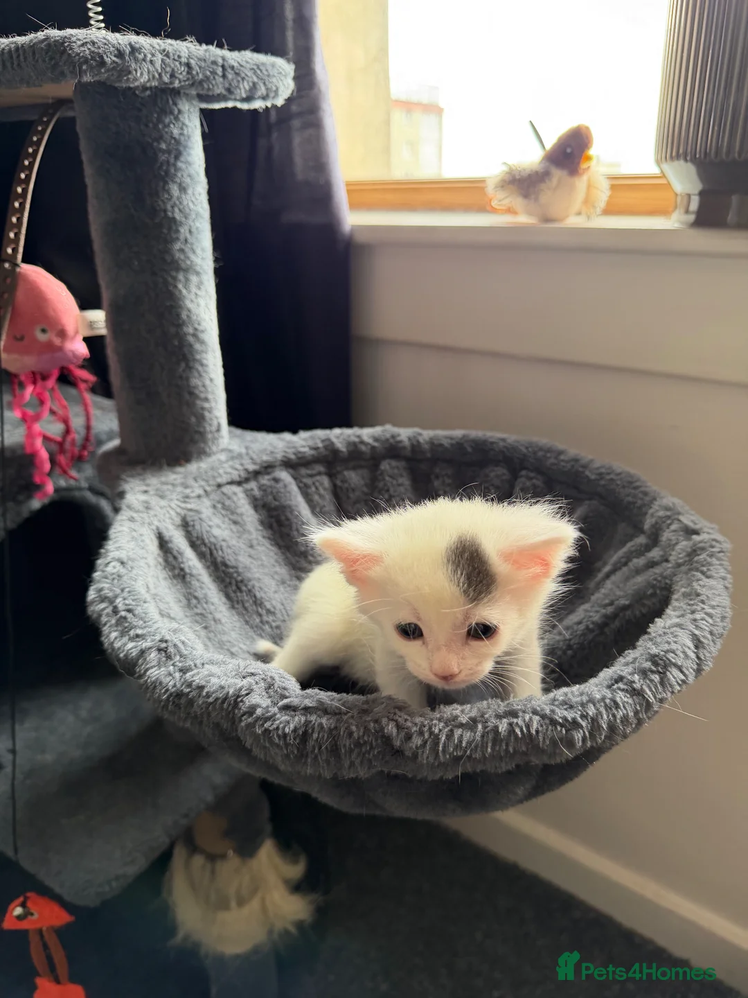 Mixed Breed cats for sale: Beautiful Kittens  - Advert 2