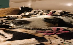 Mixed Breed dogs for adoption: Bonny - playful Griffon for adoption - Image 25