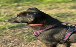 Mixed Breed dogs for adoption: Meet Raegan,  currently residing in Surrey - Image 2