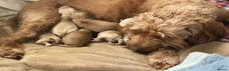 Cockapoo dogs for sale: Cockapoo x snoodle in Longfield - Advert 1
