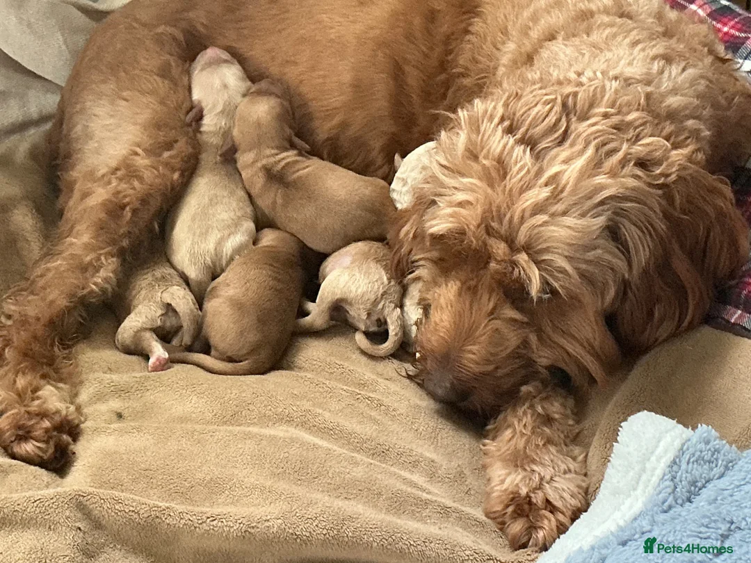Cockapoo dogs for sale: Cockapoo x snoodle in Longfield - Advert 1