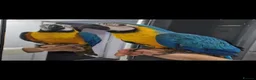 Macaws birds for sale: Beautiful Handreared Super Tame Baby Macaws! - Advert 3