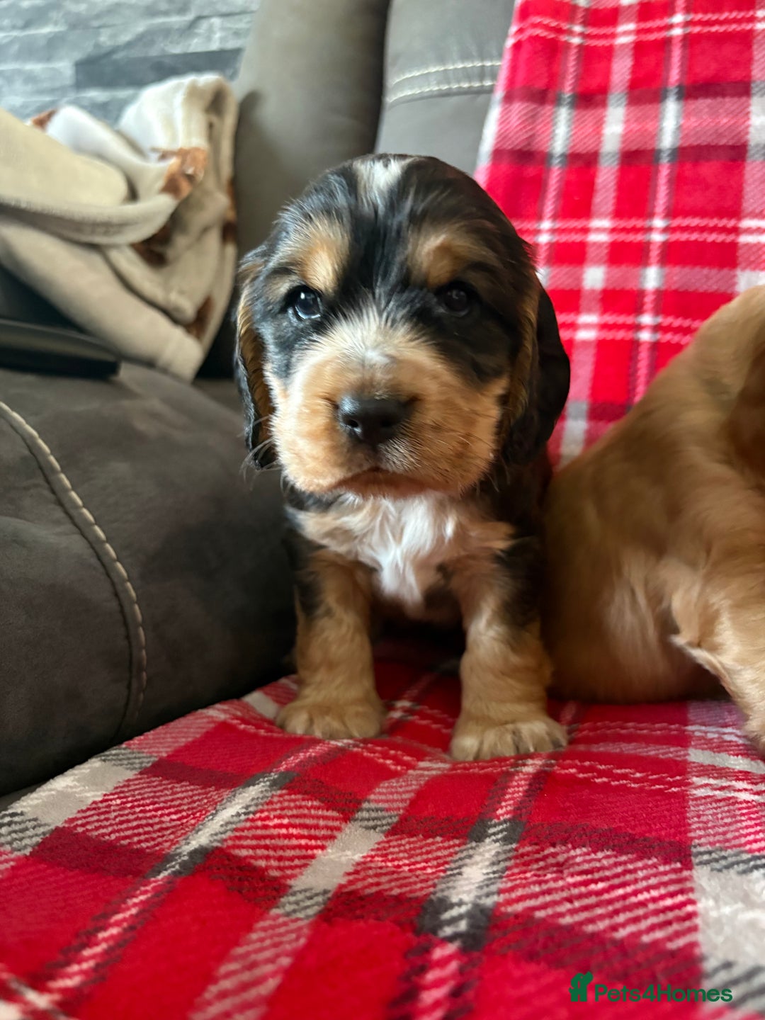 Cocker Spaniel dogs for sale: Show type cocker spaniel pups - Advert 15