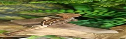 Gecko reptiles for sale: Crested geckos  - Advert 7