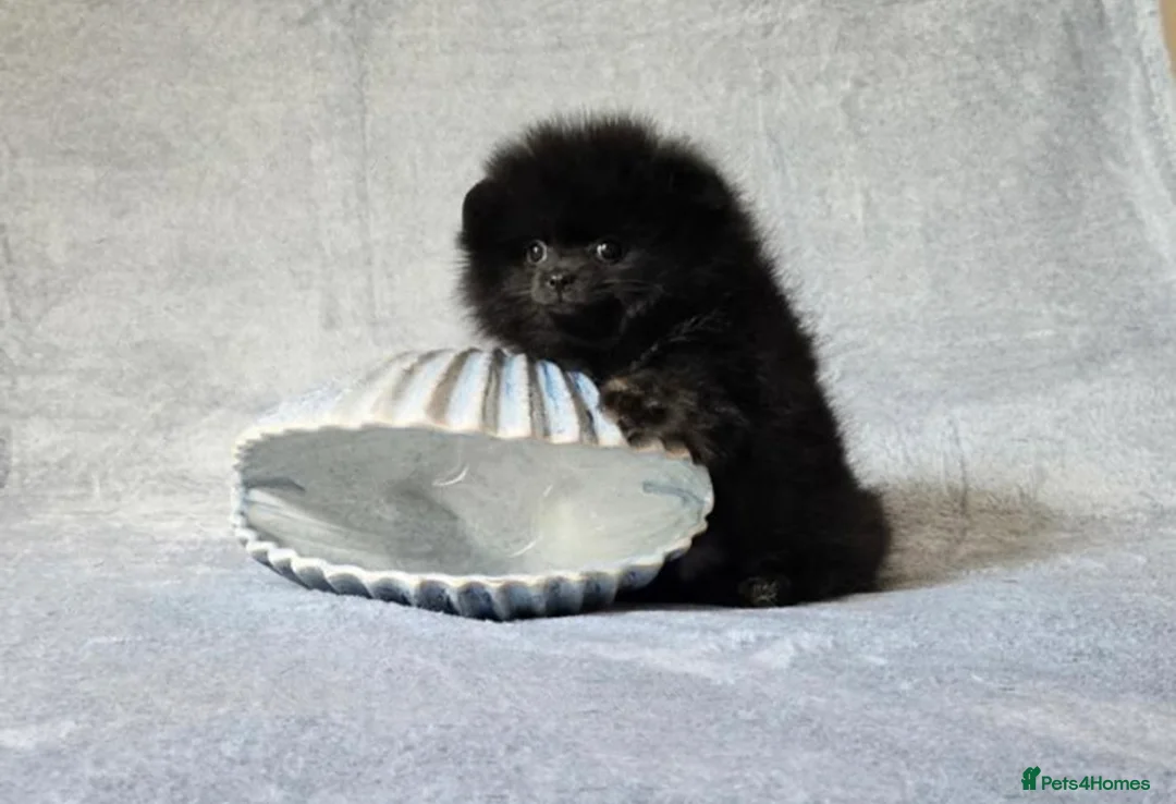 Pomeranian dogs for sale: Pomeranian boy in Kilmarnock - Advert 3