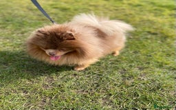 Pomeranian dogs for stud: 💜🧡Lilac & tan KC stud Benji champions in line  in Guildford - Image 8