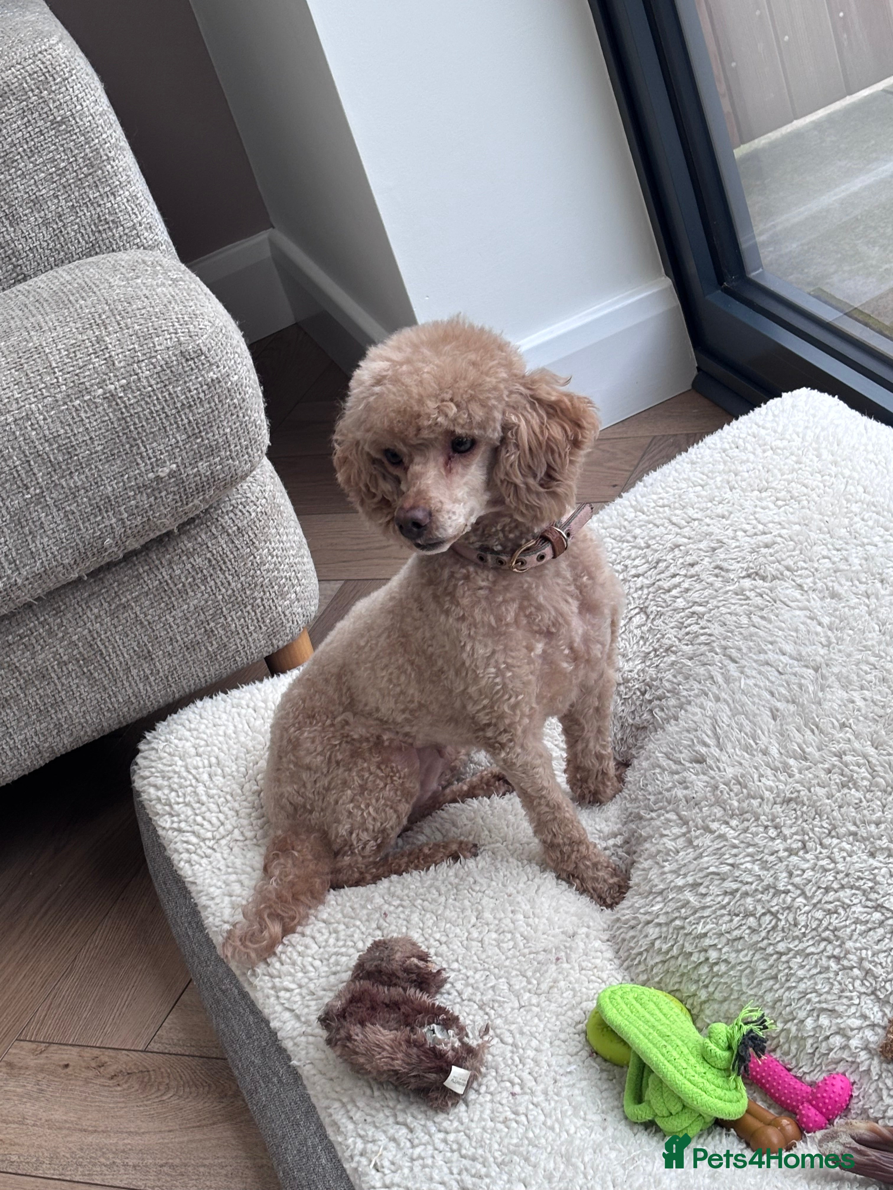 Toy Poodle dogs Toy poodle puppies  - Advert 1