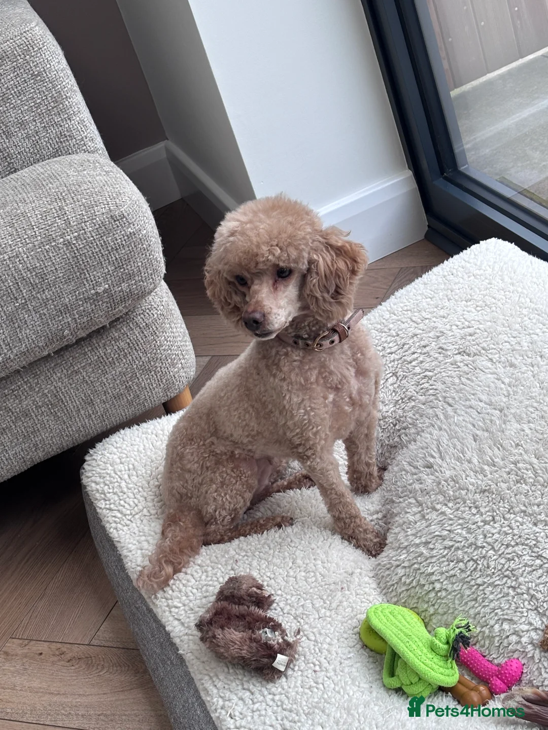 Toy Poodle dogs for sale: Toy poodle puppies  in Heywood - Advert 1