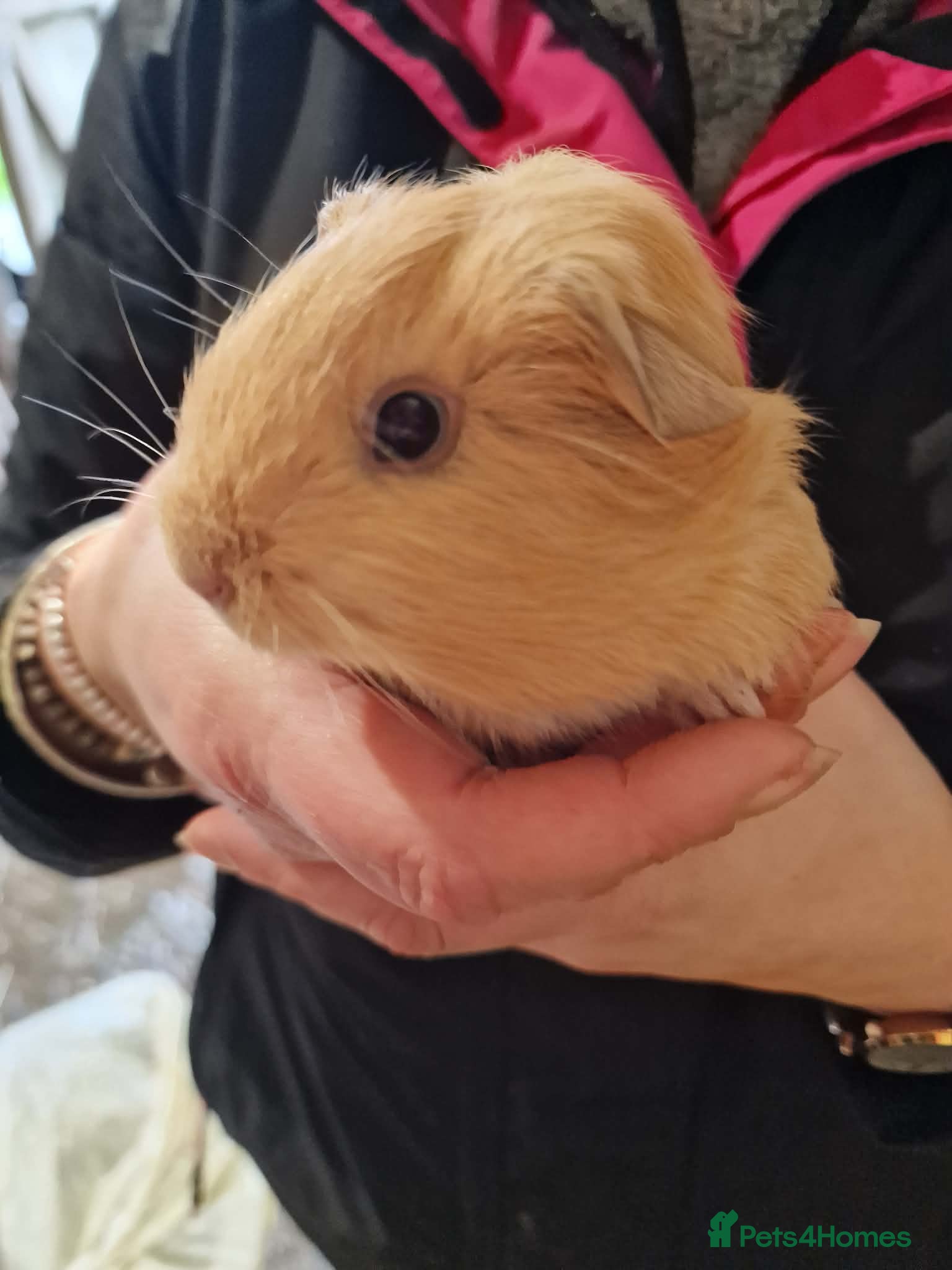 Guinea Pig rodents Guinea pigs needing homes  - Advert 5