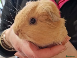 Guinea Pig rodents Guinea pigs needing homes - Advert 5