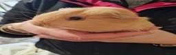 Guinea Pig rodents for sale: Guinea pigs needing homes Still Available  - Advert 1