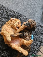 Miniature Poodle dogs Beautiful Health Tested Poodles - Advert 13