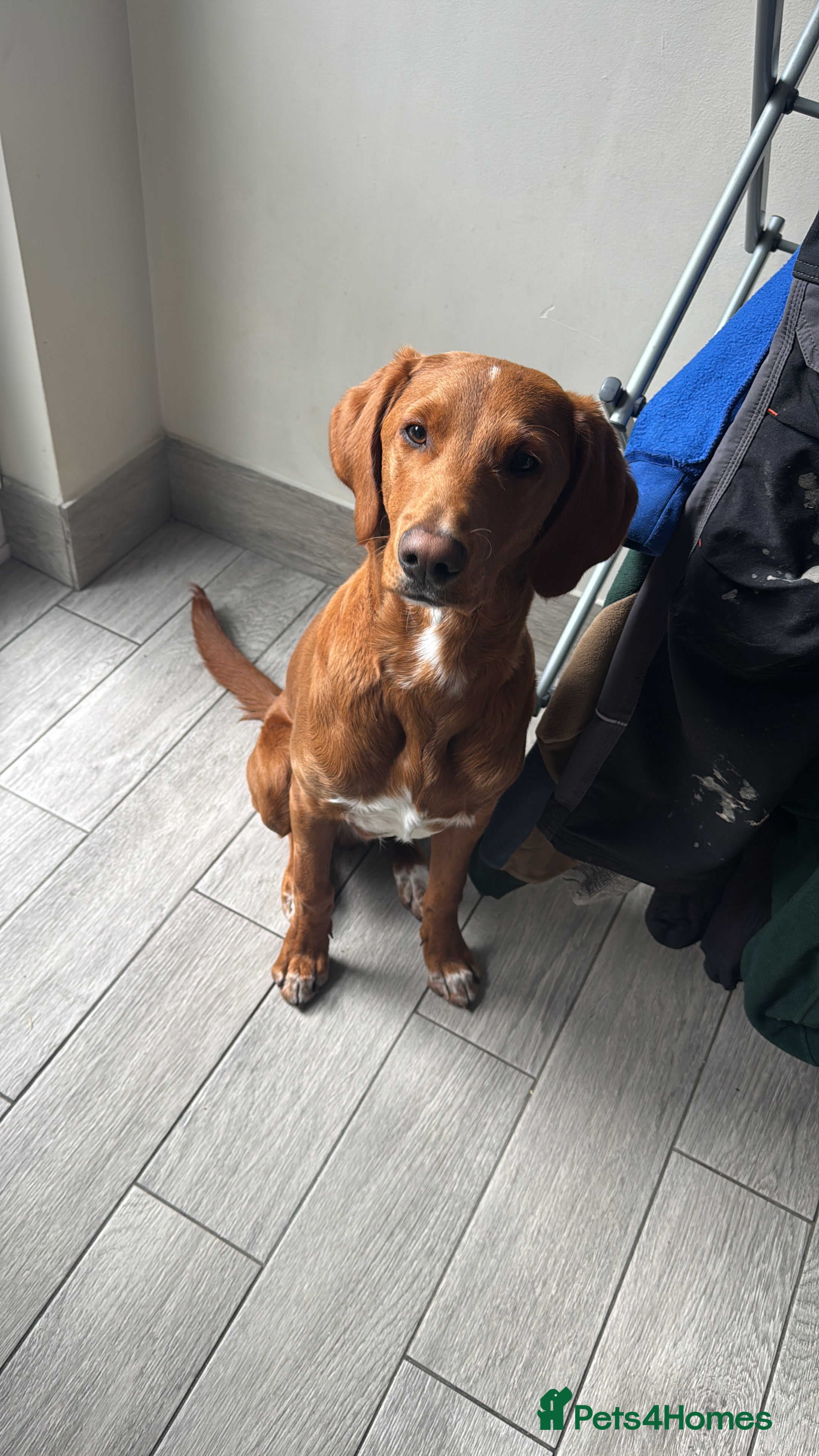 Mixed Breed dogs Biscoff 9 month old Boy - Advert 13
