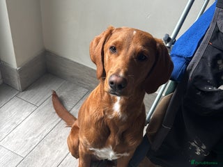 Mixed Breed dogs Biscoff 9 month old Boy - Advert 10