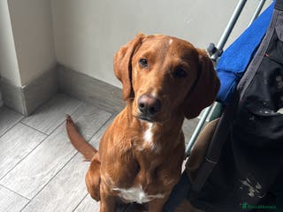Mixed Breed dogs Biscoff 9 month old Boy - Advert 15