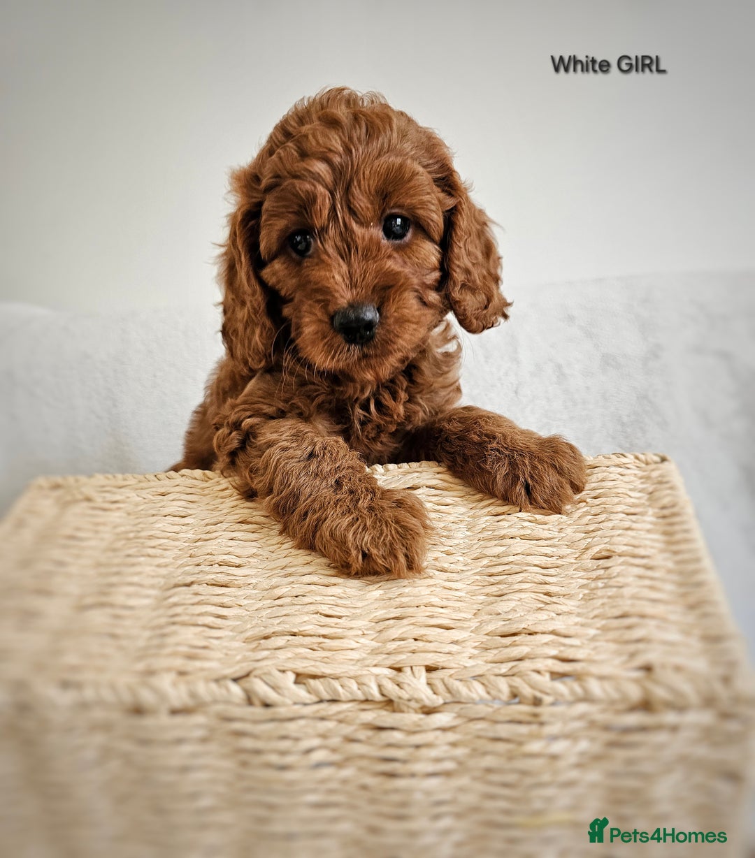 Cavapoo dogs for sale: Adorable F1b Cavapoo Puppies Ready 15th November - Image 21