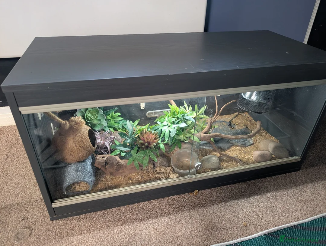 Gecko reptiles for sale: Leopard Gecko Male + Enclosure  - Advert 2