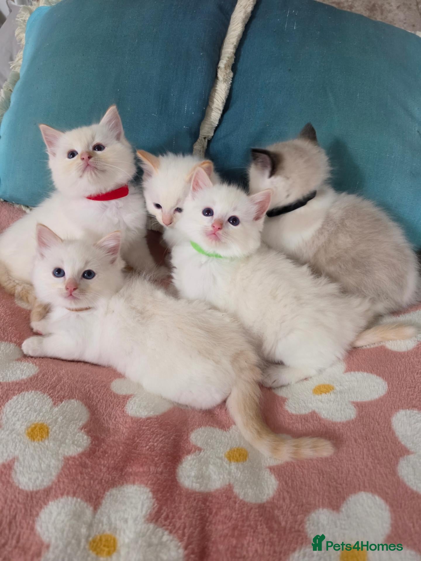 Ragdoll cats GCCF registered Ragdoll kittens  - Advert 2