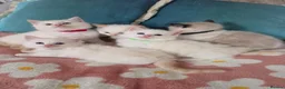 Ragdoll cats for sale: GCCF registered Ragdoll kittens  - Advert 2
