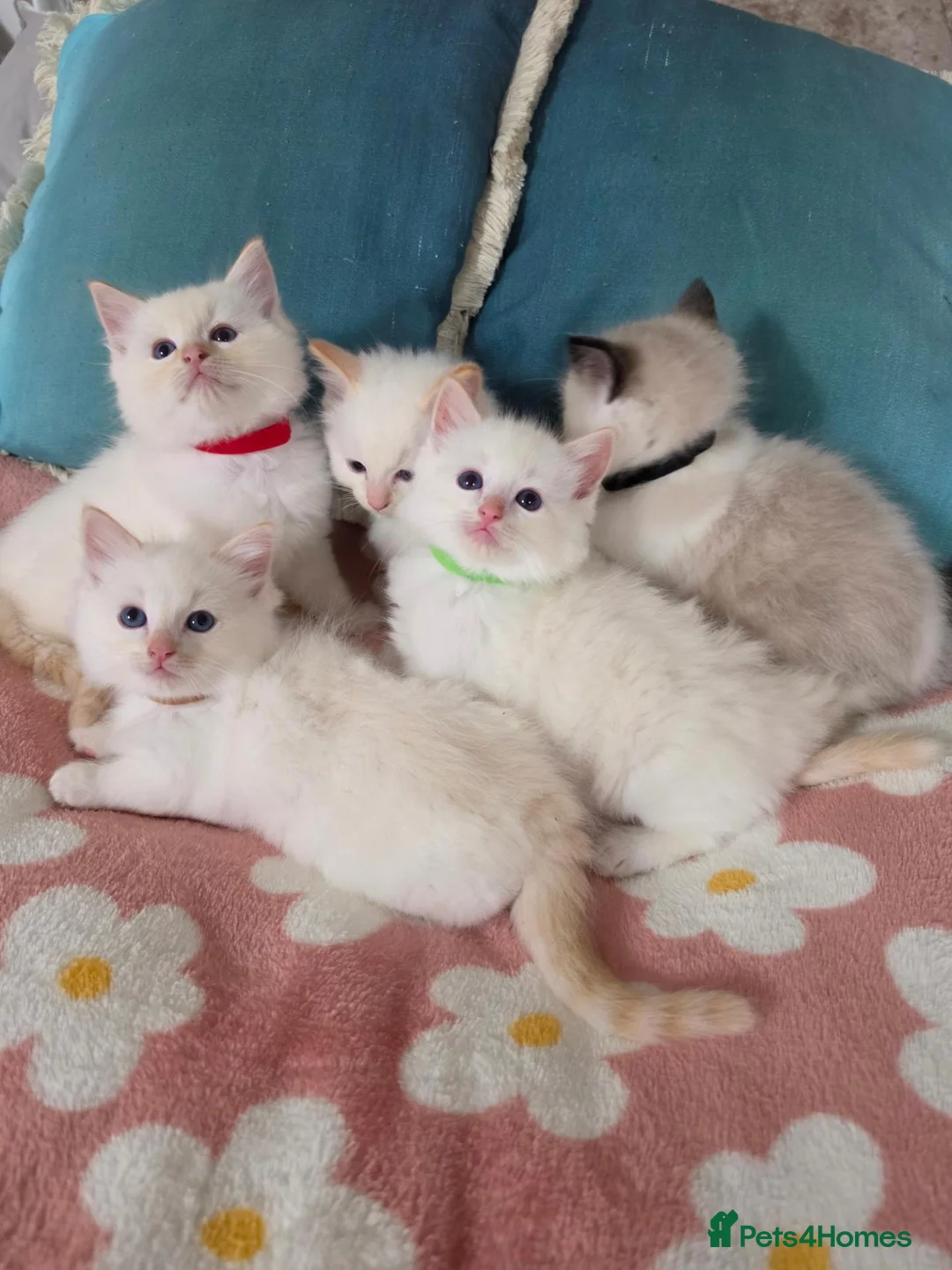Ragdoll cats for sale: GCCF registered Ragdoll kittens  - Advert 2